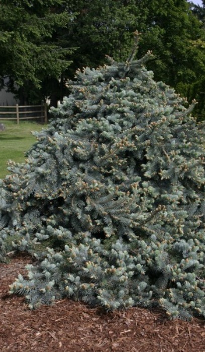 PICEA PUN PENDULA WEEP #10