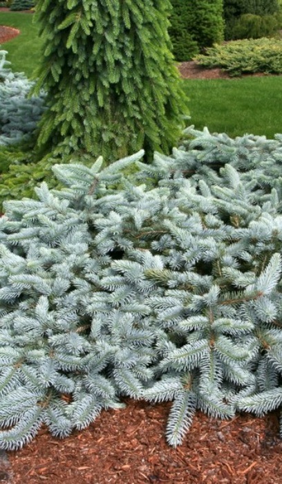 PICEA PUN PROCUMBENS #10