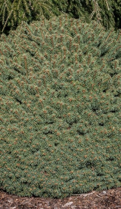 PICEA PUN ROUNDABOUT #3