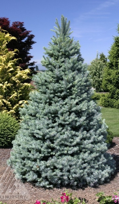 PICEA PUN SESTER'S DWF #10