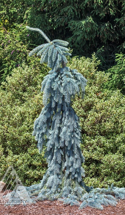 PICEA PUN THE BLUES #5