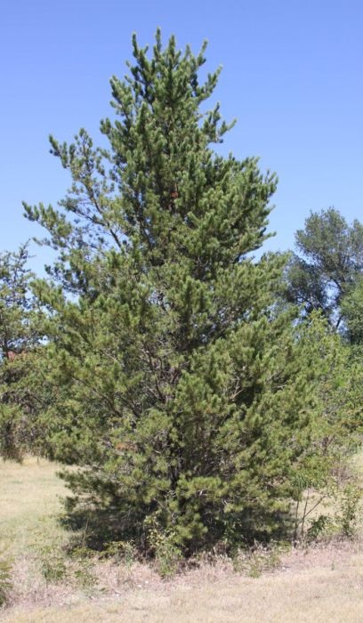 PINUS BAN JACK PINE #1/7" DS