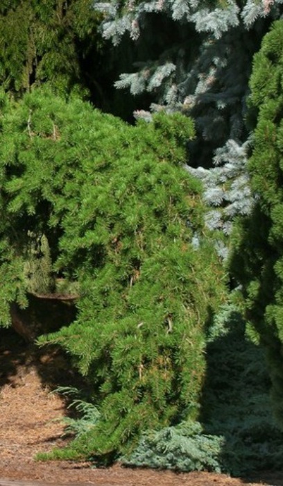 PINUS BAN UNCLE FOGEY JACK #7