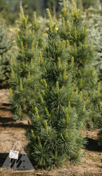 PINUS CEM ALGO PILLAR #15/3'BB