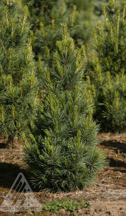 PINUS CEM BLUE MOUND #10