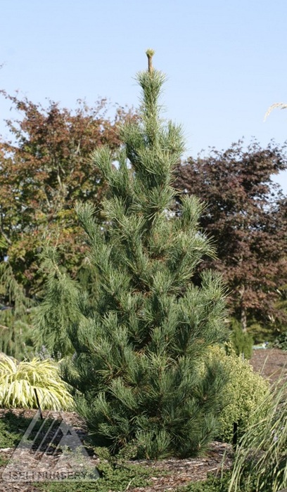 PINUS CEM CHALET #15