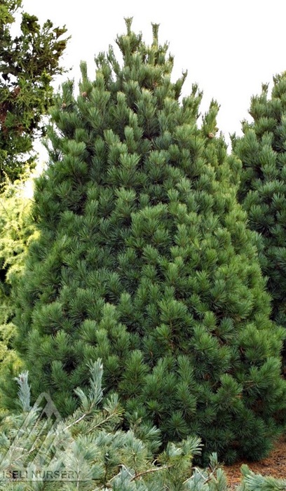 PINUS CEM GLAUCA NANA #15/3' BB
