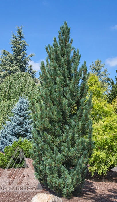 PINUS CEM PRAIRIE STATESMAN #10