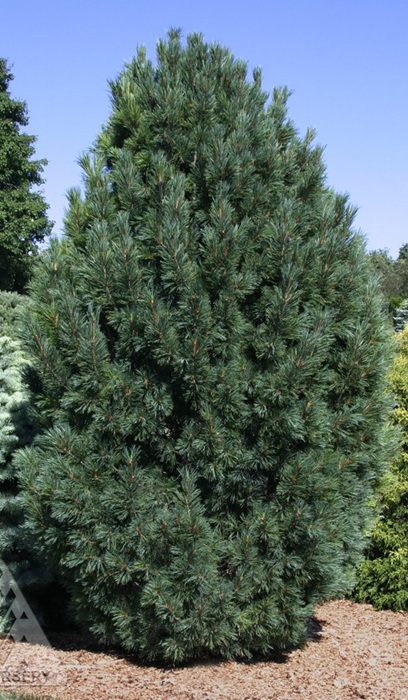 PINUS CEM SWISS STONE PINE 5' BB