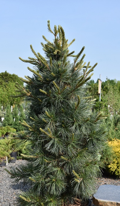 PINUS FLE NORTHERN BLUE #15