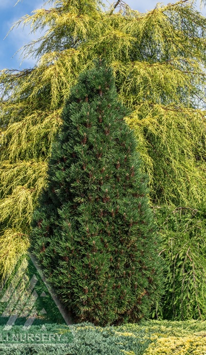 PINUS MUGO COLUMNARIS #7