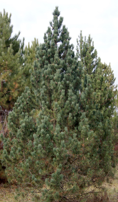 PINUS MUGO HYLAND SPLENDOR #6