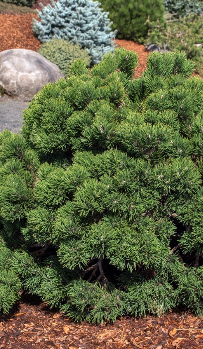 PINUS MUGO JACOBSEN #7