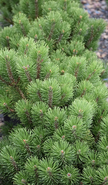 PINUS MUGO HONEY BUN #3