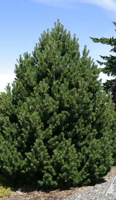 PINUS MUGO LA CABANA #15/3'