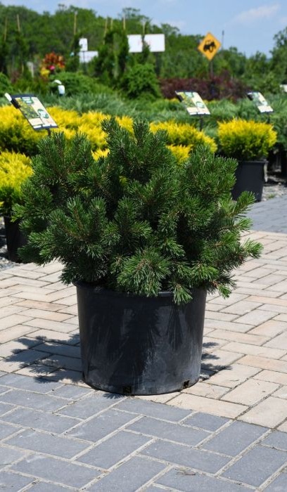 PINUS MUGO LAKE VIEW #7