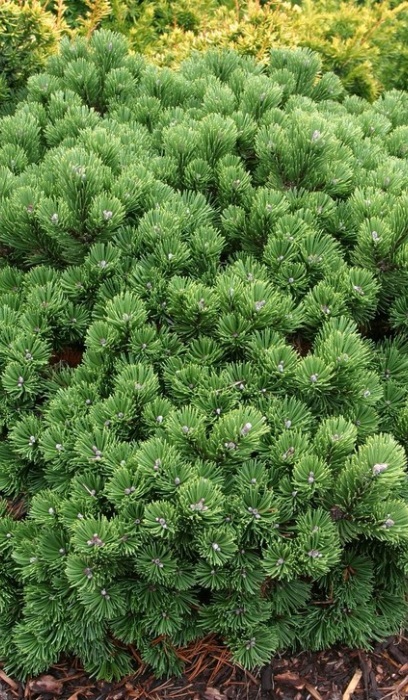 PINUS MUGO SHERWOOD COMPACT #7