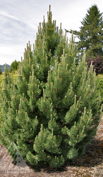 PINUS MUGO TANNENBAUM 6' BB