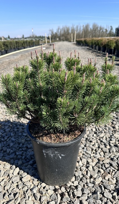 PINUS MUGO SLOWMOUND #5