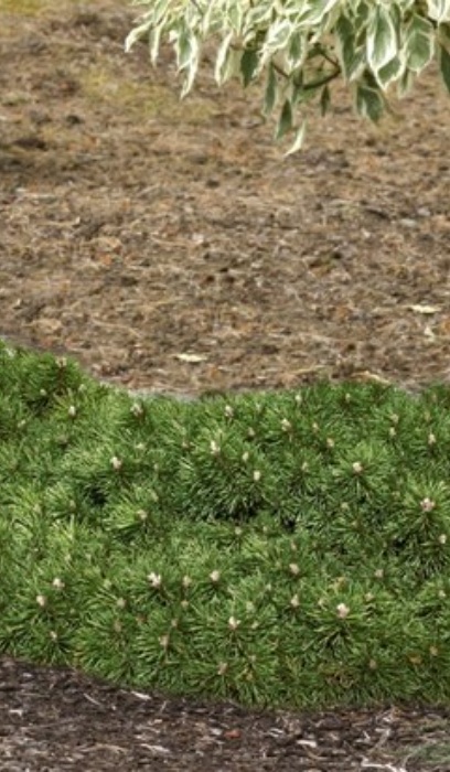 PINUS MUGO VALLEY CUSHION #3