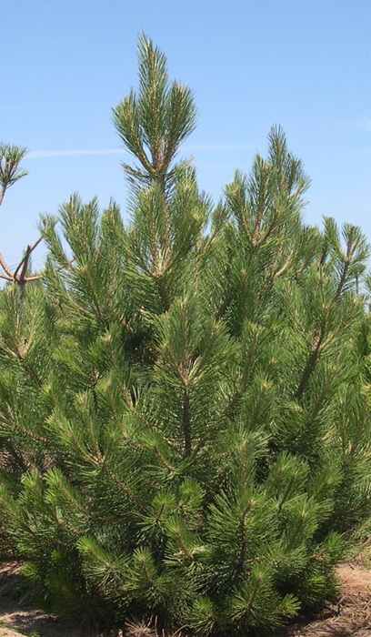 PINUS NIGRA AUSTRIAN PINE#10