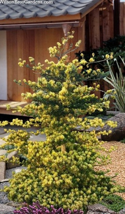 PINUS PAR FUKAI #20/4' BB