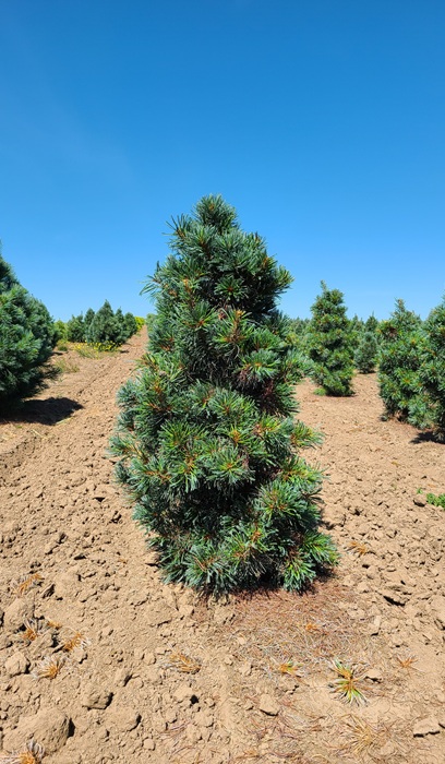 PINUS PAR JAPANESE WHITE 5' BB