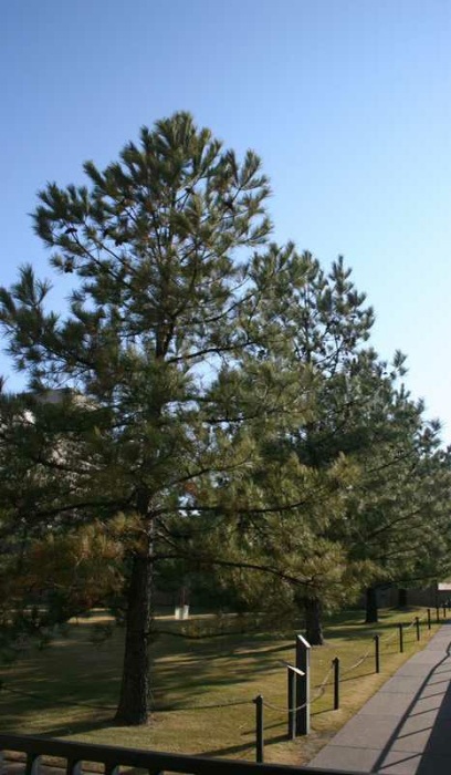 PINUS PONDEROSA PINE 6' BB