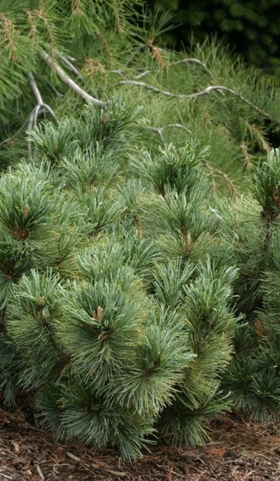PINUS PUM BLUE DWARF #5