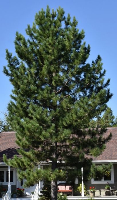 PINUS RESINOSA NORWAY PINE 8' BB