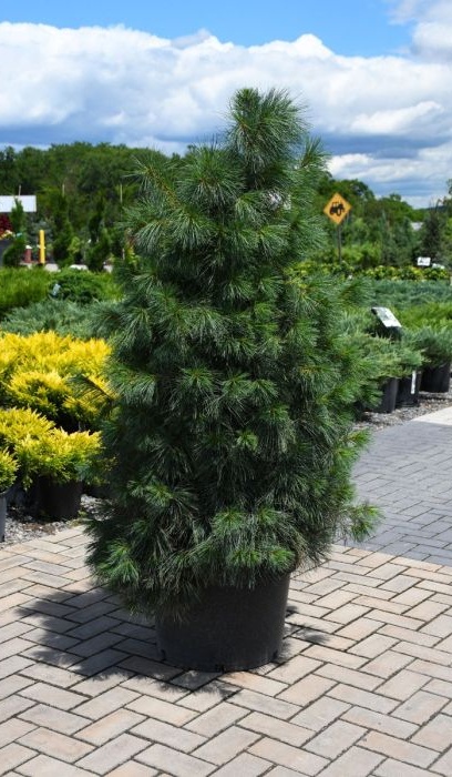 PINUS STR EASTERN WHITE PINE5'BB