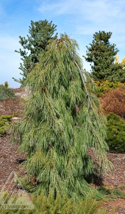 PINUS STR ANGEL FALLS #6