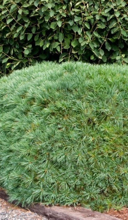 PINUS STR BLUE SHAG #5