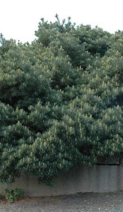 PINUS STR BLUE SHAG #10 STD