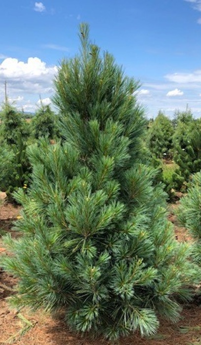 PINUS STR FASTIGIATA #20