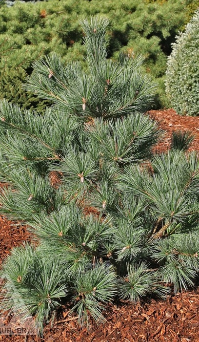 PINUS STR MACOPIN #3