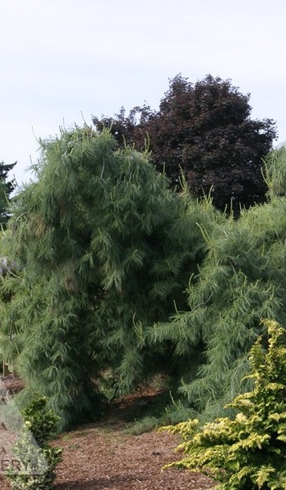 PINUS STR PENDULA #20/4'
