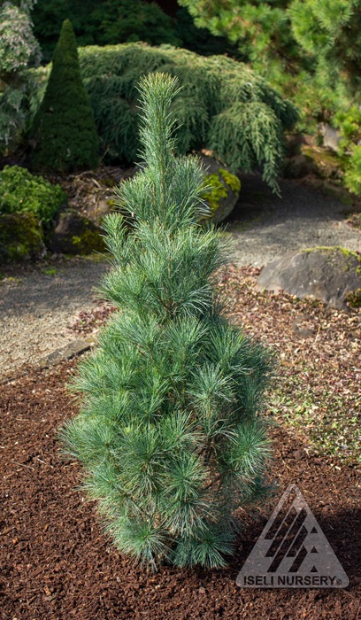 PINUS STR STOWE PILLAR #10