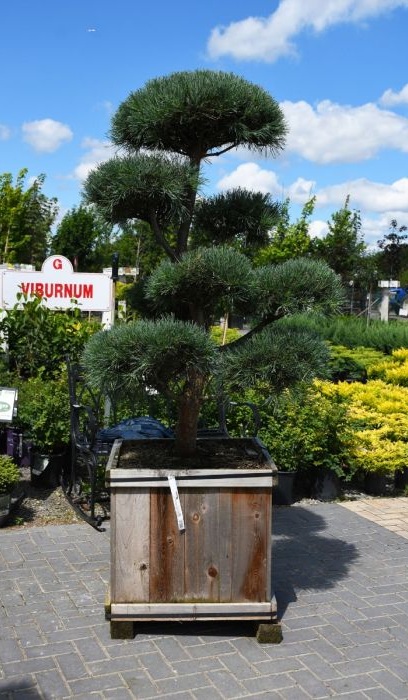 PINUS SYL BONNA 5' BB HP