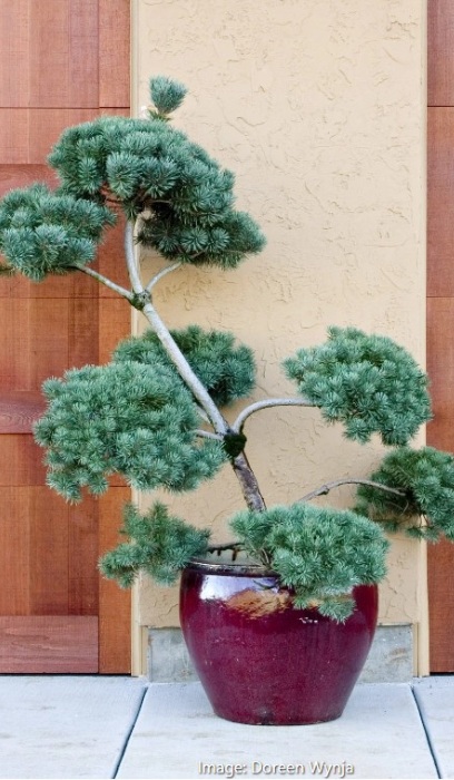 PINUS SYL FRENCH BLUE #10 HP