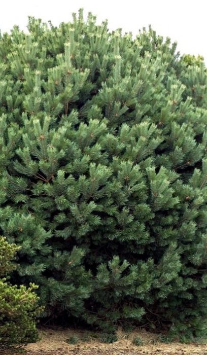 PINUS SYL GLAUCA NANA #5 PPON