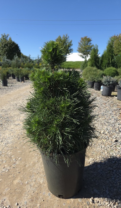 PINUS SYL GREEN PENGUIN #2