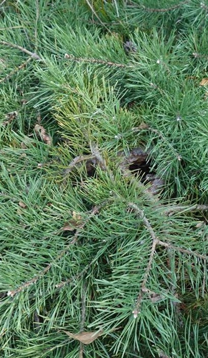 PINUS SYL HILLSIDE CREEPER#10STD