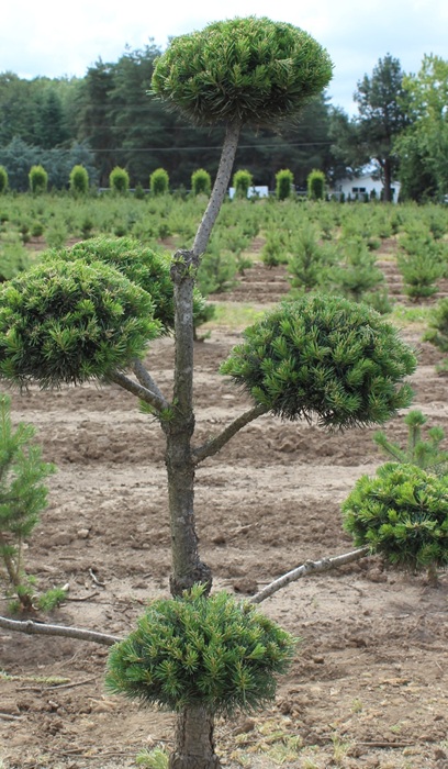 PINUS SYL TOPIARY #10 HINDU PAN