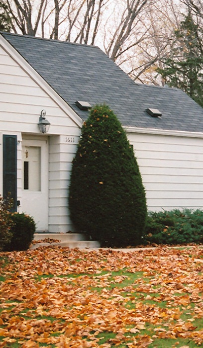 TAXUS CUS CAPITATA #10