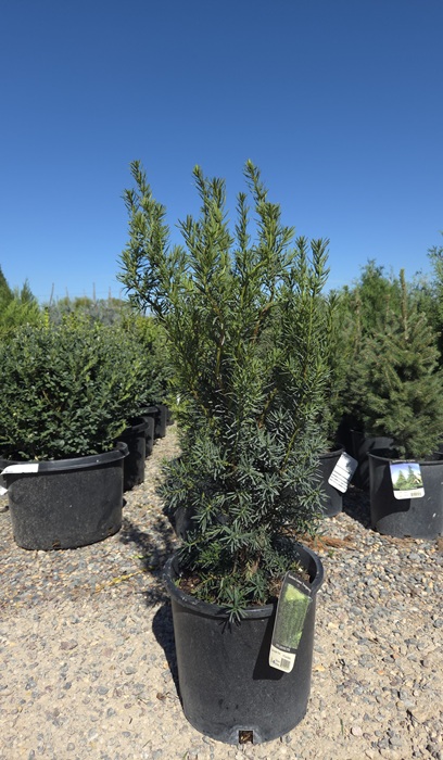 TAXUS CUS NOVA #7