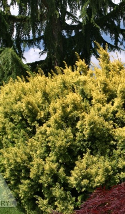TAXUS CUS DWF BRIGHT GOLD #3