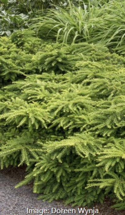 TAXUS CUS EMERALD SPREADER #5