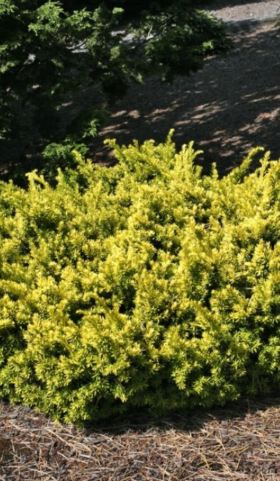 TAXUS CUS NANA AURESCENS #3
