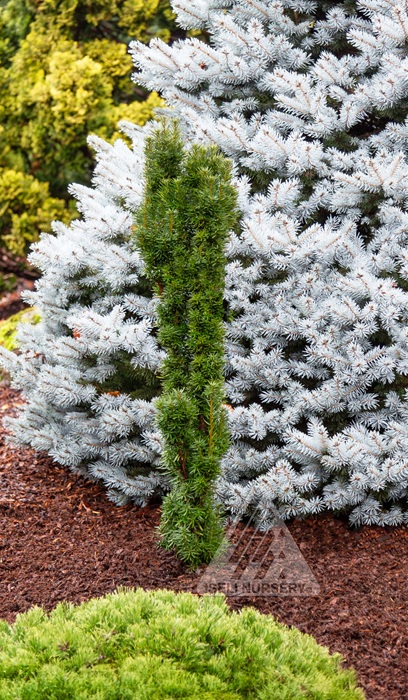 TAXUS MED BEANPOLE #3